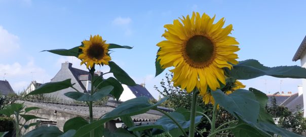 Tournesols du Jardin