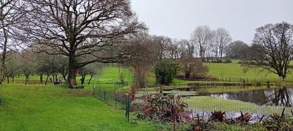Etang Guinguilly 11 01 2025