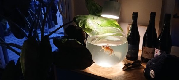 Philibert à 9 ans maintenent, c'est un warior notre poisson rouge!