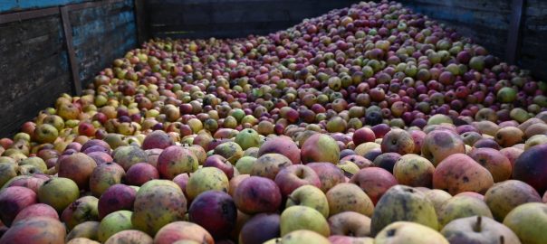 Pommes à cidre