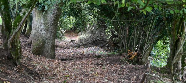 Sous Bois Guinguilly